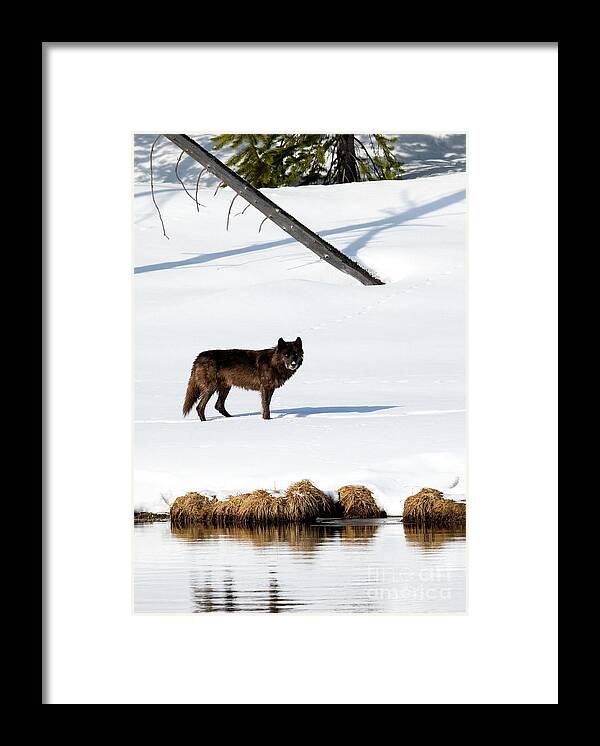 Grey Wolf Framed Print featuring the photograph Warm Sun #1 by Aaron Whittemore