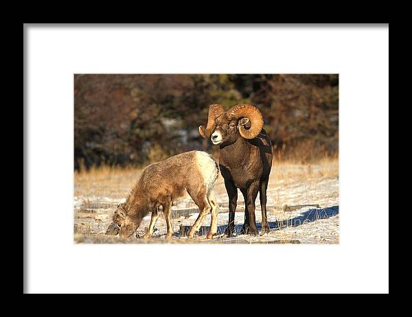 Bighorn Sheep Framed Print featuring the photograph Watching Over Junior #1 by Adam Jewell