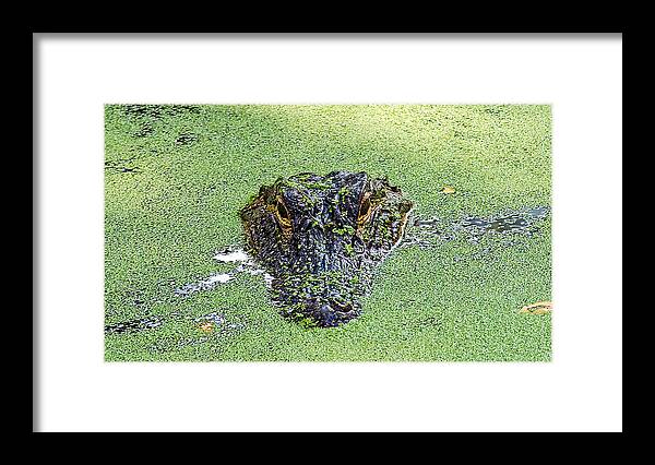 Wildlife Framed Print featuring the photograph Watching You #1 by Kenneth Albin