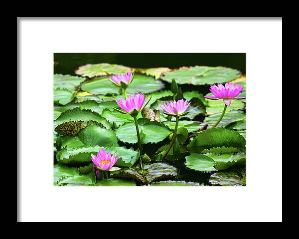 Water Lilies Framed Print featuring the photograph Water Lilies #1 by Anthony Jones