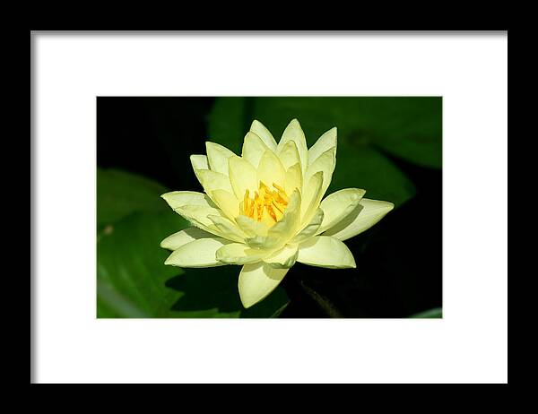 Water Lily Framed Print featuring the photograph Water Lily #1 by Yuri Peress