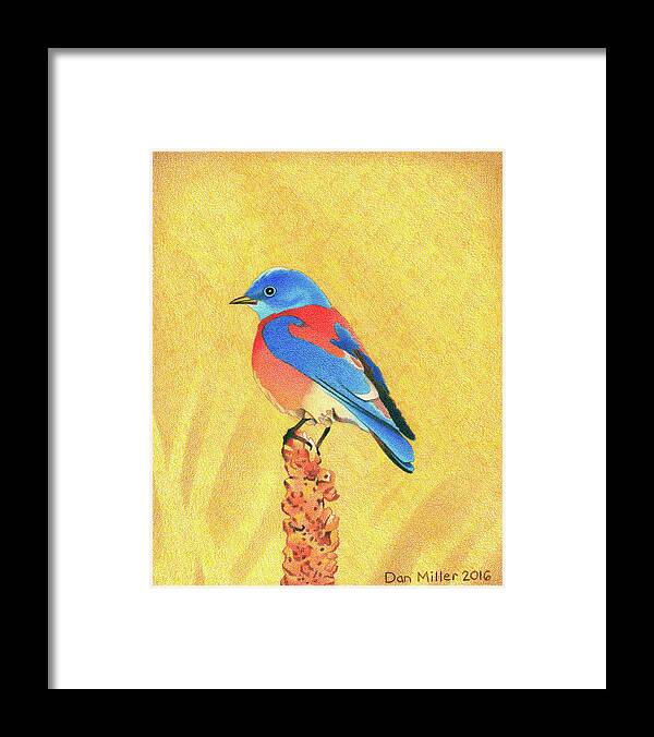 Art Framed Print featuring the drawing Western Bluebird #1 by Dan Miller