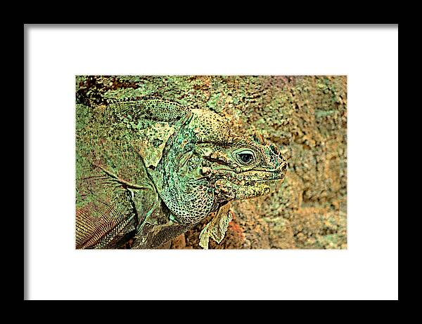 Rhinoceros Iguana Framed Print featuring the photograph When you See It #1 by Ally White