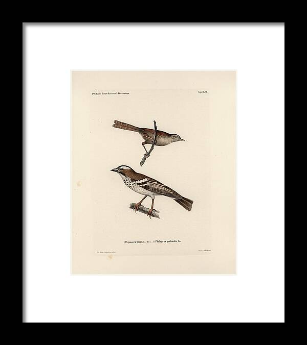 Birds Framed Print featuring the drawing White-browed Sparrow-weaver and Grass or Bush Warbler #1 by J D L Franz Wagner