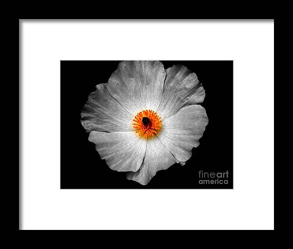 Flower Framed Print featuring the photograph White Flower #1 by Sylvie Leandre