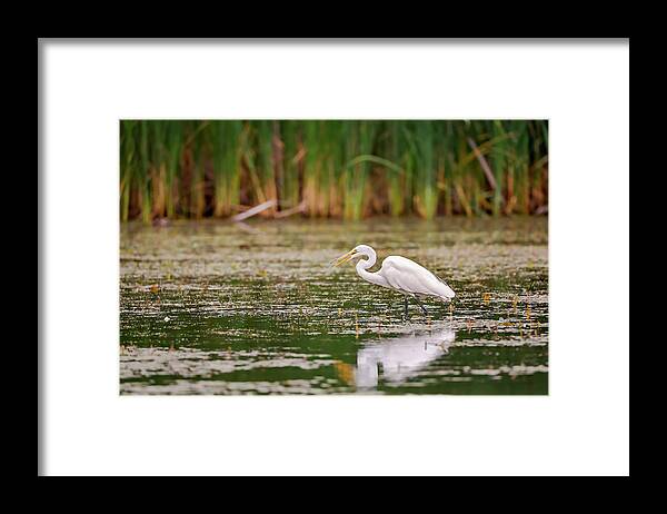 Animal Framed Print featuring the photograph White, Great Egret by Peter Lakomy