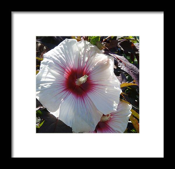 Hibiscus Framed Print featuring the photograph White Hibiscus #2 by Debra Martelli
