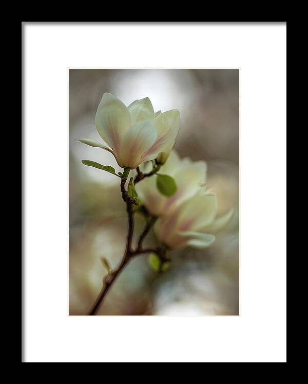 Magnolia Framed Print featuring the photograph White magnolia #1 by Jaroslaw Blaminsky