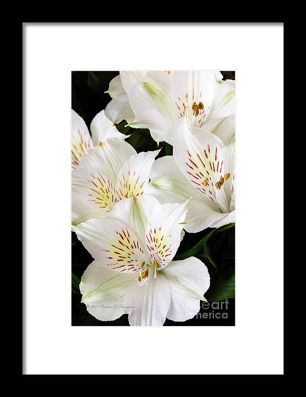 Peruvian Lilies Framed Print featuring the photograph White Peruvian Lilies In Bloom #2 by Richard J Thompson