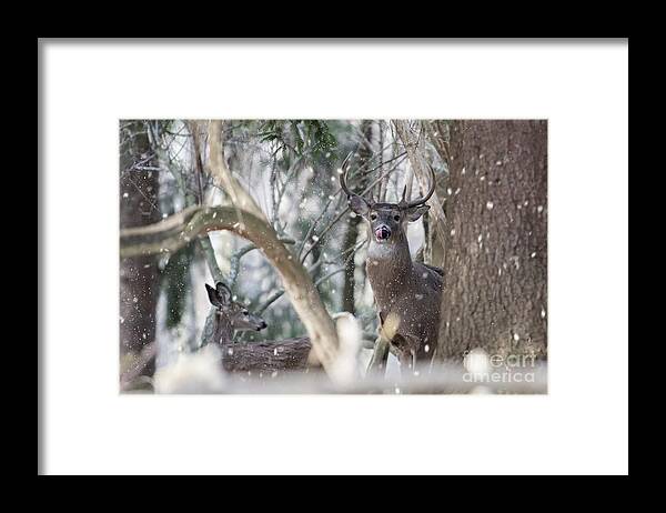 White Tail Framed Print featuring the photograph White tail bucks in the woods by Dan Friend