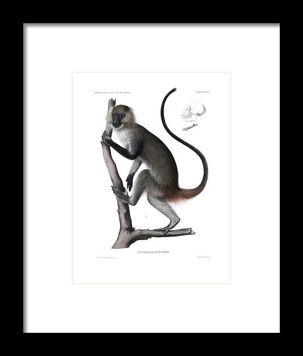 White Throated Guenon Framed Print featuring the drawing White Throated Guenon, Cercopithecus albogularis erythrarchus by J D L Franz Wagner