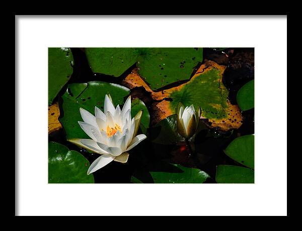New Jersey Framed Print featuring the photograph White Water Lilies by Louis Dallara