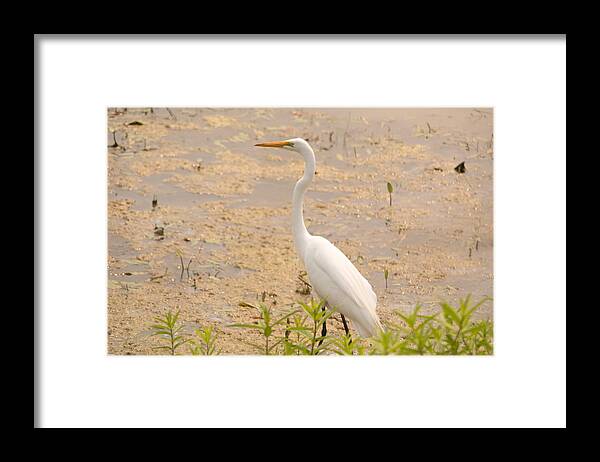 Great Egret Framed Print featuring the photograph Whitey #1 by Linda Kerkau