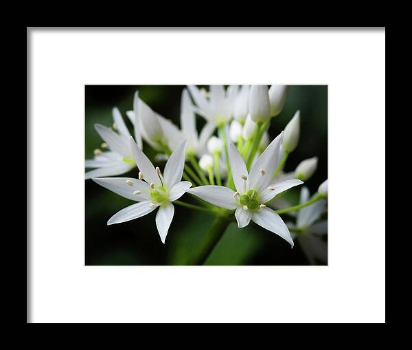 Wild Garlic Framed Print featuring the photograph Wild Garlic #1 by Nick Bywater