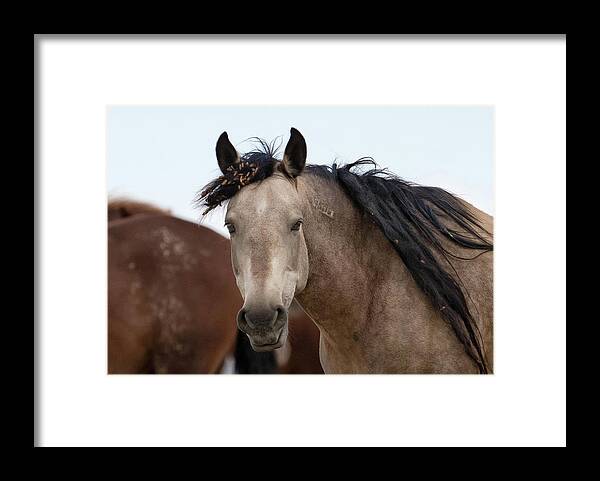 Cholla Framed Print featuring the photograph Wild Mustang #1 by Ronnie And Frances Howard