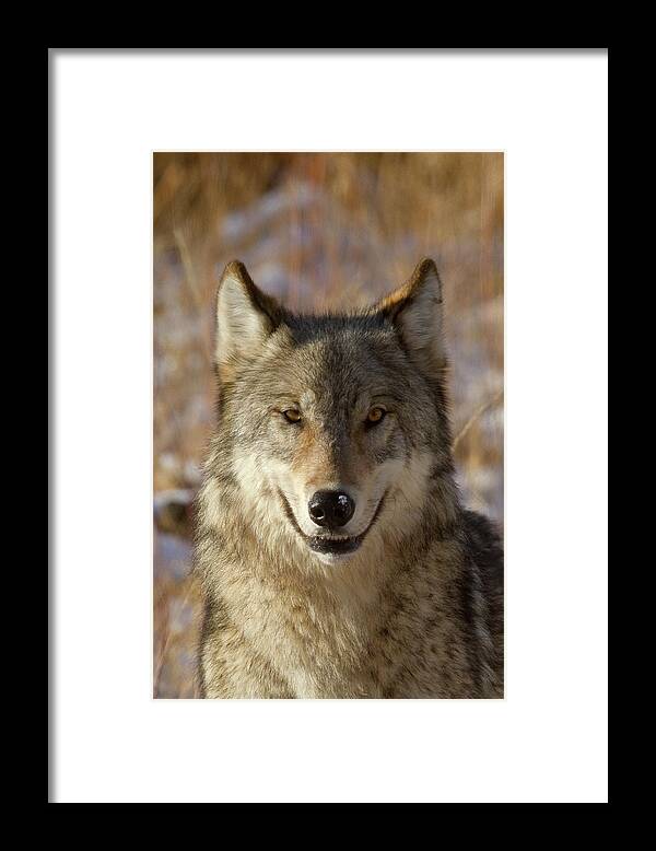 Wolf Framed Print featuring the photograph Wild Wolf Portrait by Mark Miller