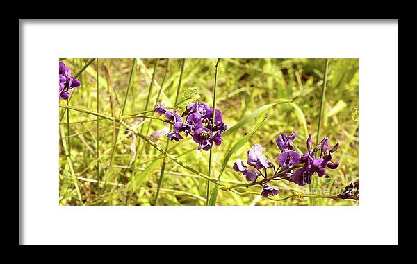 Flower Framed Print featuring the photograph Wildflowers III #1 by Cassandra Buckley
