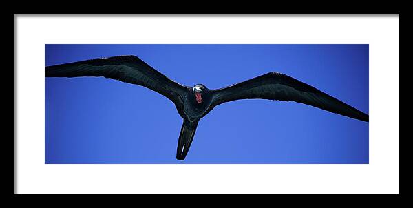 Birds Framed Print featuring the photograph Wildlife in Mexico #2 by Robert Grac
