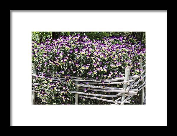 Color Framed Print featuring the photograph Williamsburg Garden 5 #1 by Alan Hausenflock