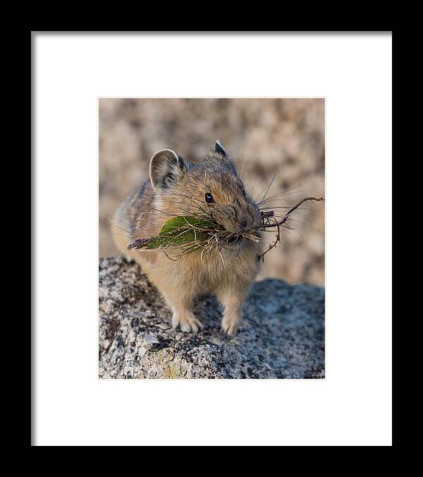 Pika Framed Print featuring the photograph Winter Preparations #1 by Jody Partin
