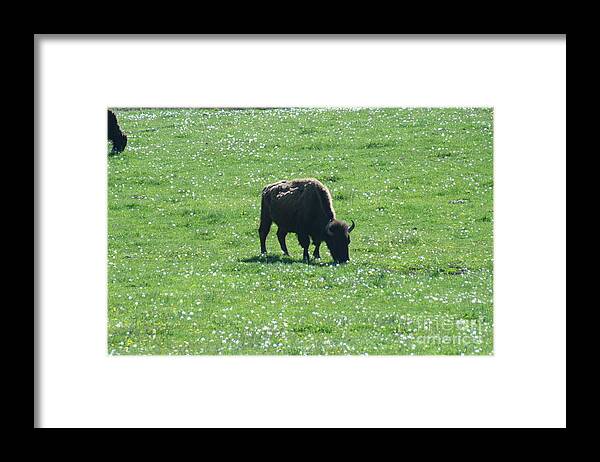 Wisconsin Framed Print featuring the photograph Wisconsin Buffalo #1 by Tommy Anderson
