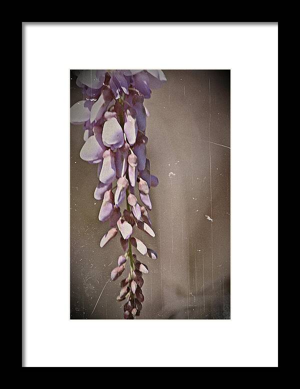 Wisteria Framed Print featuring the photograph Wisteria Dreams- Fine Art #1 by KayeCee Spain