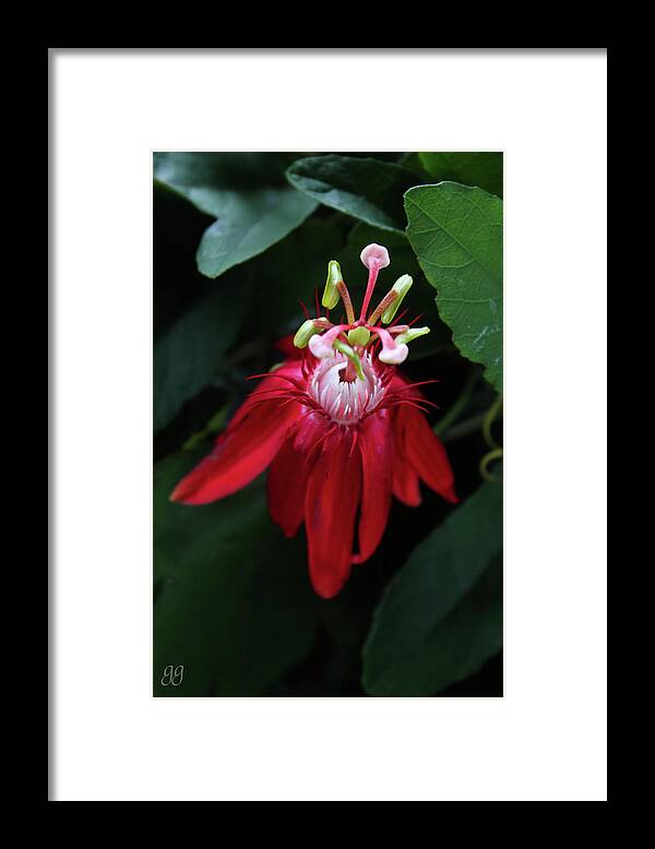 Passion Flower Framed Print featuring the photograph With Passion #1 by Geri Glavis