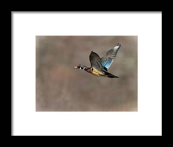 Duck Framed Print featuring the photograph Wood Duck Flight #2 by Art Cole