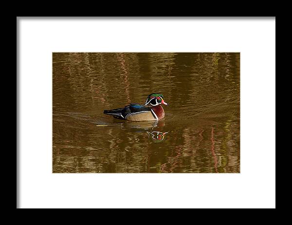 Wood Duck Framed Print featuring the photograph Wood Duck #1 by Jerry Cahill