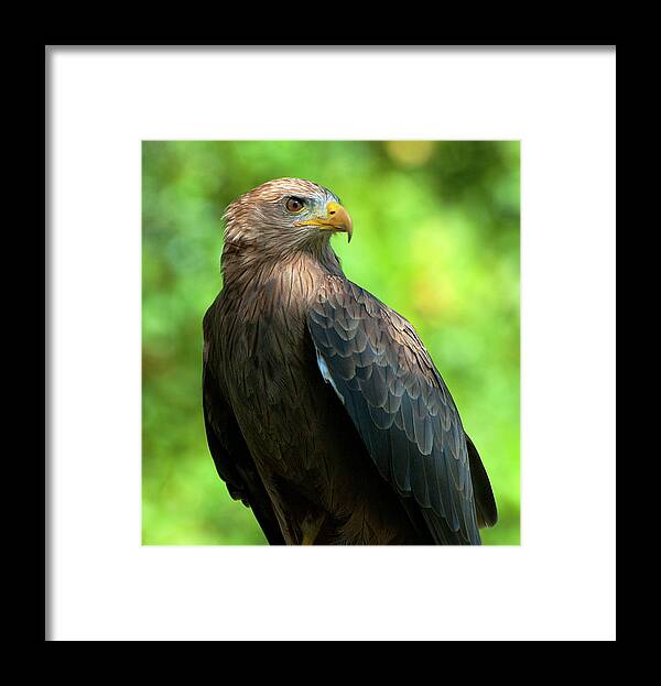  Framed Print featuring the photograph Yellow-Billed Kite #1 by Pat Exum