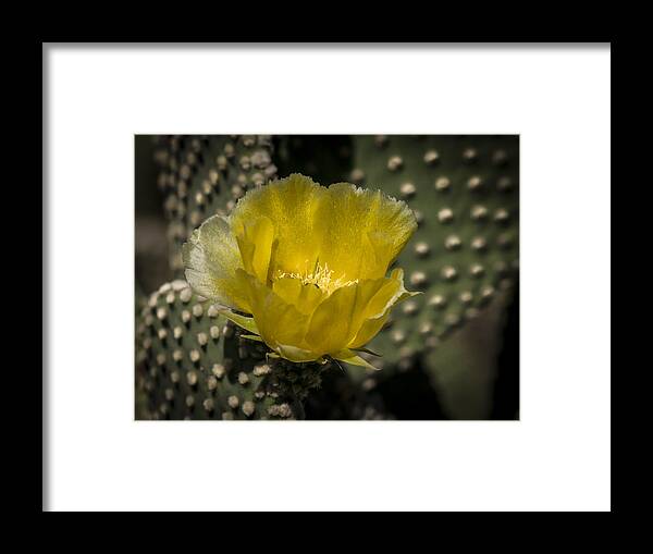 Cactus Flower Framed Print featuring the photograph Yellow Cactus flower #1 by Jean Noren