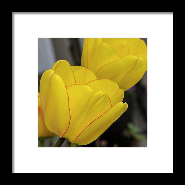 Tulips Framed Print featuring the photograph Yellow by Cathy Kovarik