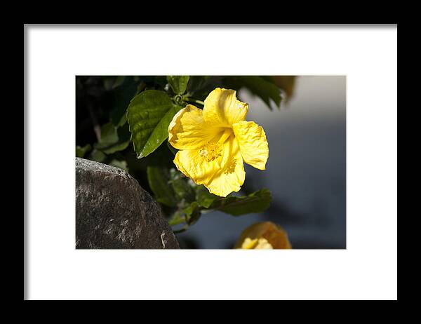 Photo Framed Print featuring the photograph Yellow flower #1 by Martin Valeriano