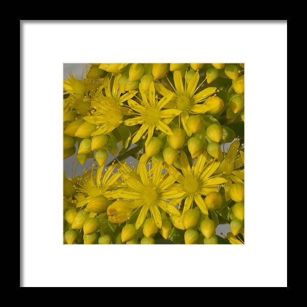 Yellow Flowers Framed Print featuring the photograph Yellow #1 by Kathleen Maconachy