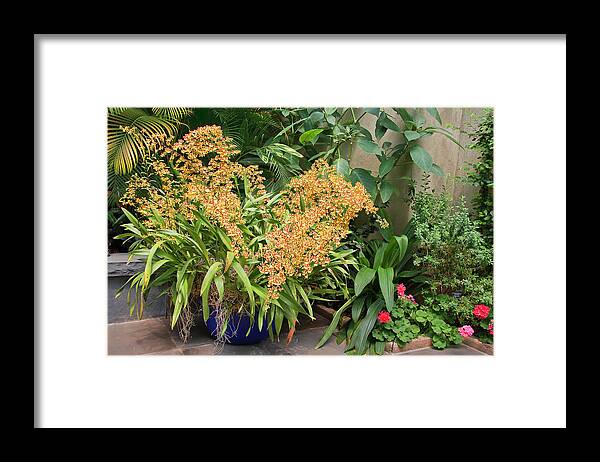 Orchids Framed Print featuring the photograph Yellow Orchids #1 by Jill Lang