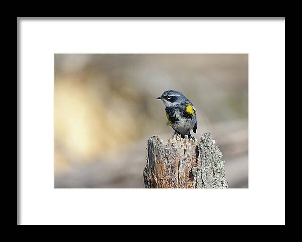 Yellow Framed Print featuring the photograph Yellow Rumped Warbler #1 by Jack Nevitt