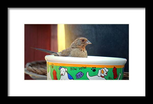 California-towee Framed Print featuring the photograph Adult California Towee by Joyce Dickens