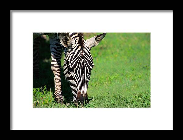 Africa Framed Print featuring the photograph Zebra #1 by Sebastian Musial