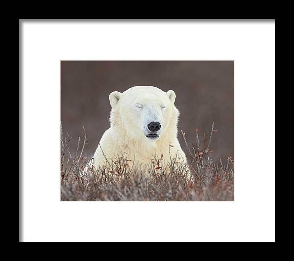 Polar Bear Framed Print featuring the photograph Zen Bear #1 by Jack Bell