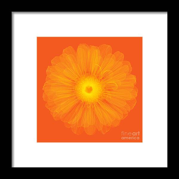 Science Framed Print featuring the photograph Zinnia Flower, X-ray #1 by Ted Kinsman