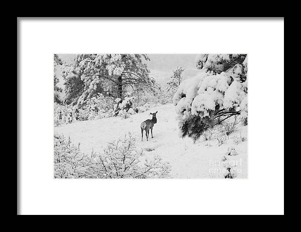 Elk Framed Print featuring the photograph Elk in Deep Snow in the Pike National Forest #10 by Steven Krull