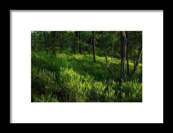 Forest Framed Print featuring the photograph 10 by Greg Ferrell