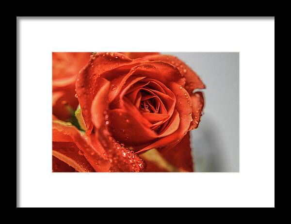 Roses Framed Print featuring the photograph Orange #10 by Amanda Armstrong