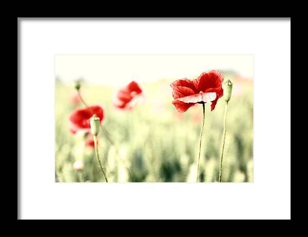 Blume Framed Print featuring the photograph Poppies #11 by Falko Follert