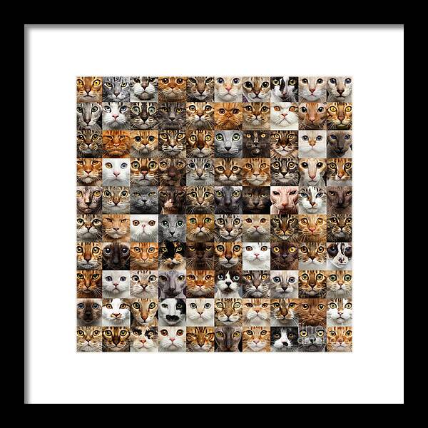 100 Framed Print featuring the photograph 100 Cat faces by Sergey Taran