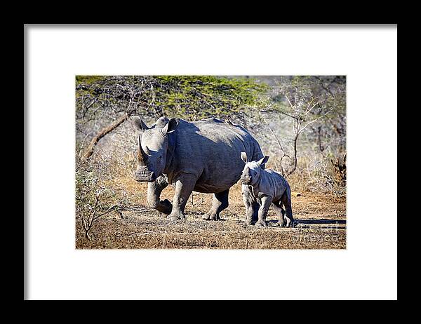 South Framed Print featuring the photograph 1033 Southern White Rhinoceros and Calf by Steve Sturgill