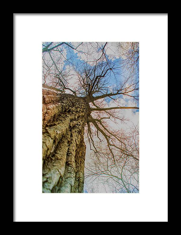 Tree Framed Print featuring the photograph 10913 I Am Groot by Pamela Williams