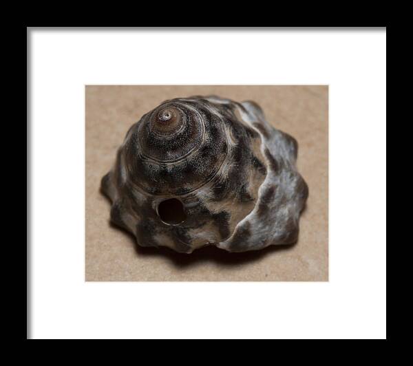 Sea Shell Framed Print featuring the photograph Sea shell #11 by Masami Iida