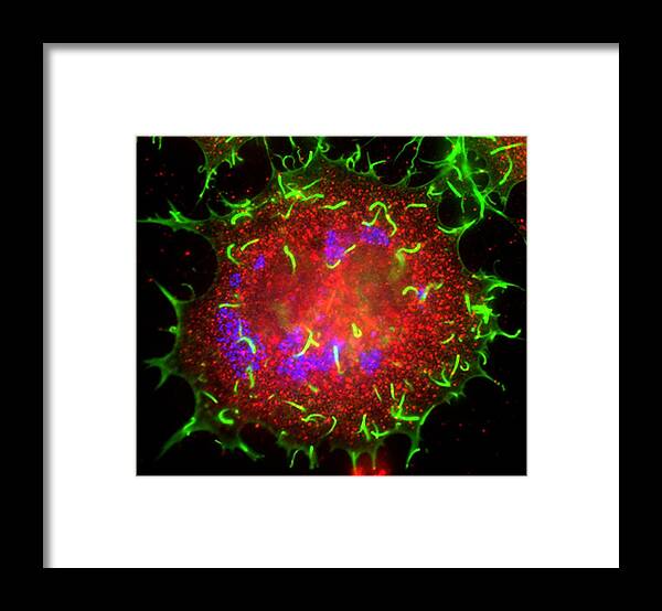 Actin Framed Print featuring the photograph Vaccinia Virus Infected Cell #12 by Dr Dan Kalman