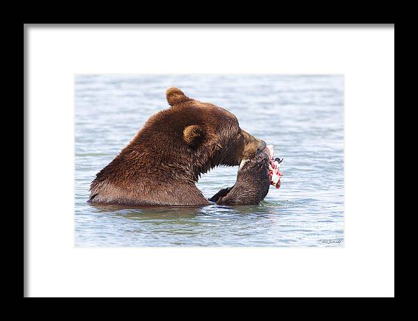 Brown Bear Framed Print featuring the photograph Brown Bear #13 by Steve Javorsky